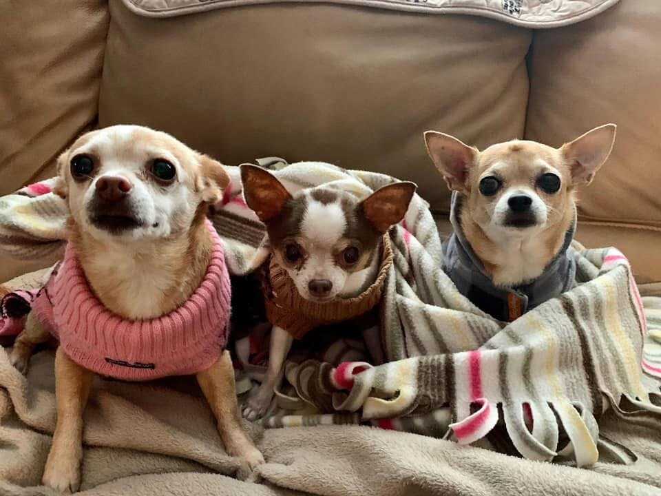 Two chihuahuas — small dog in-home care