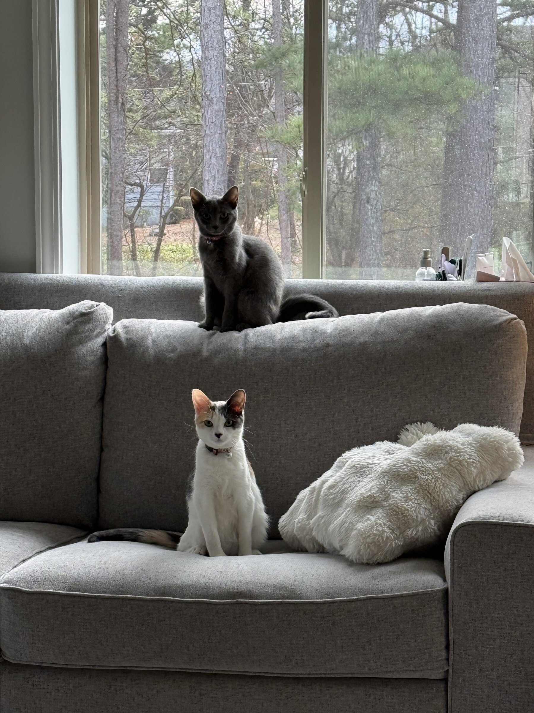House cat at home in a Loudon, Tennessee living room