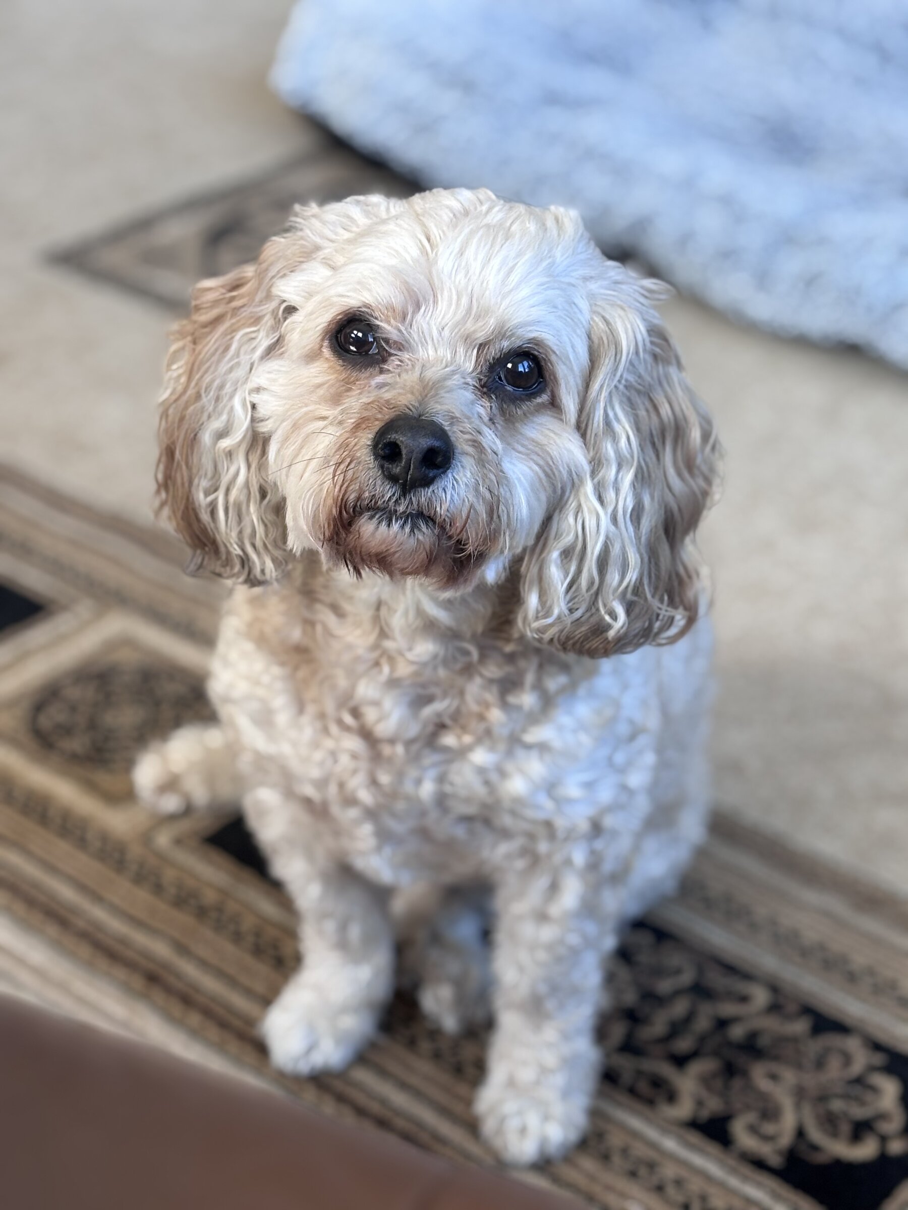 Cavapoo resting on a Persian rug in a Tellico Village home