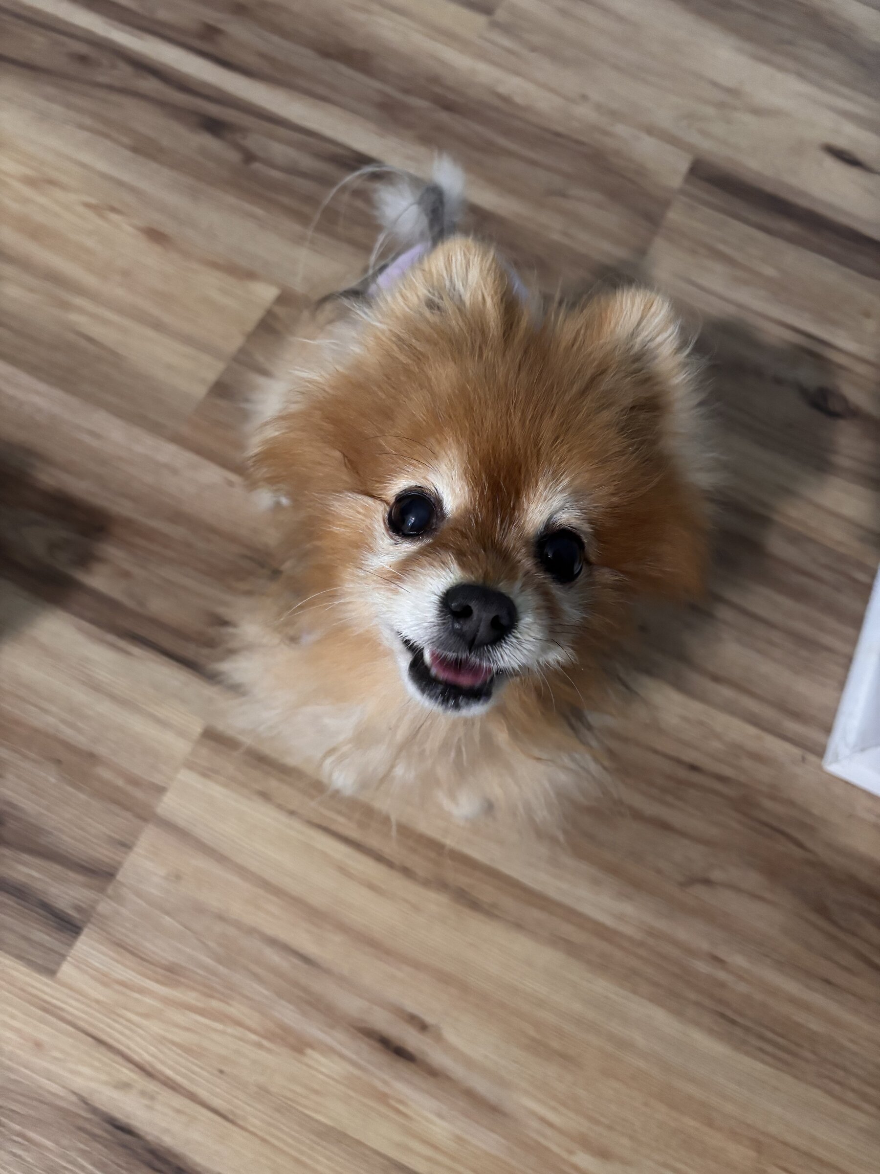 Pomeranian close-up portrait