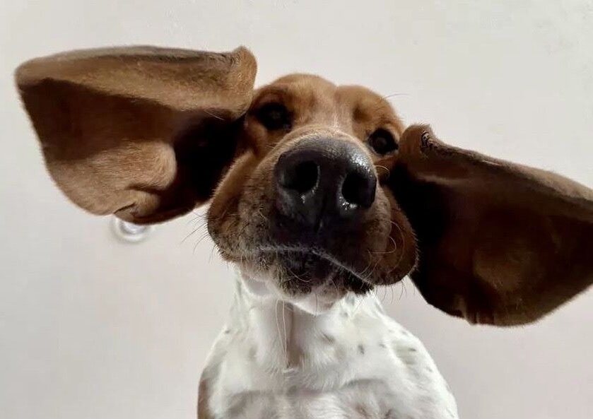 Beagle puppy with ears out, studio-style portrait