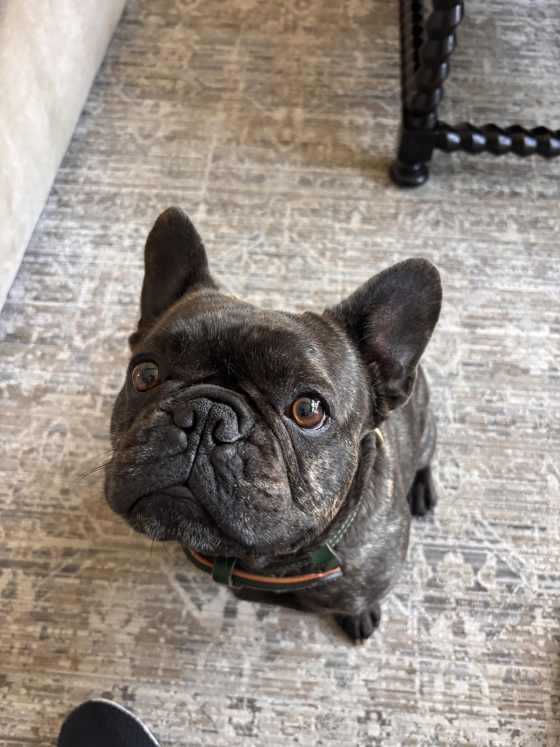 French bulldog portrait on a rug