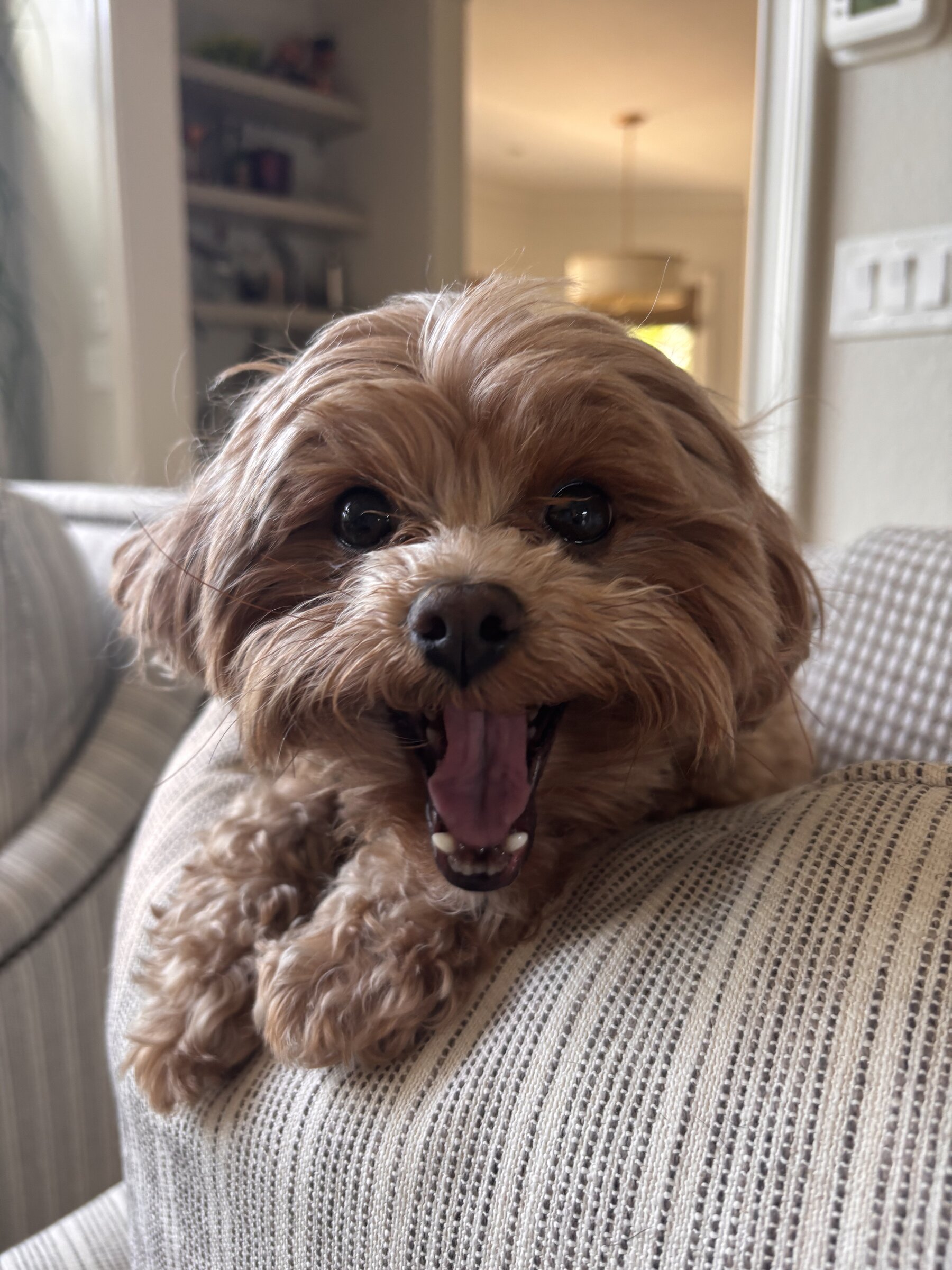 Cavapoo lounging on a living room couch