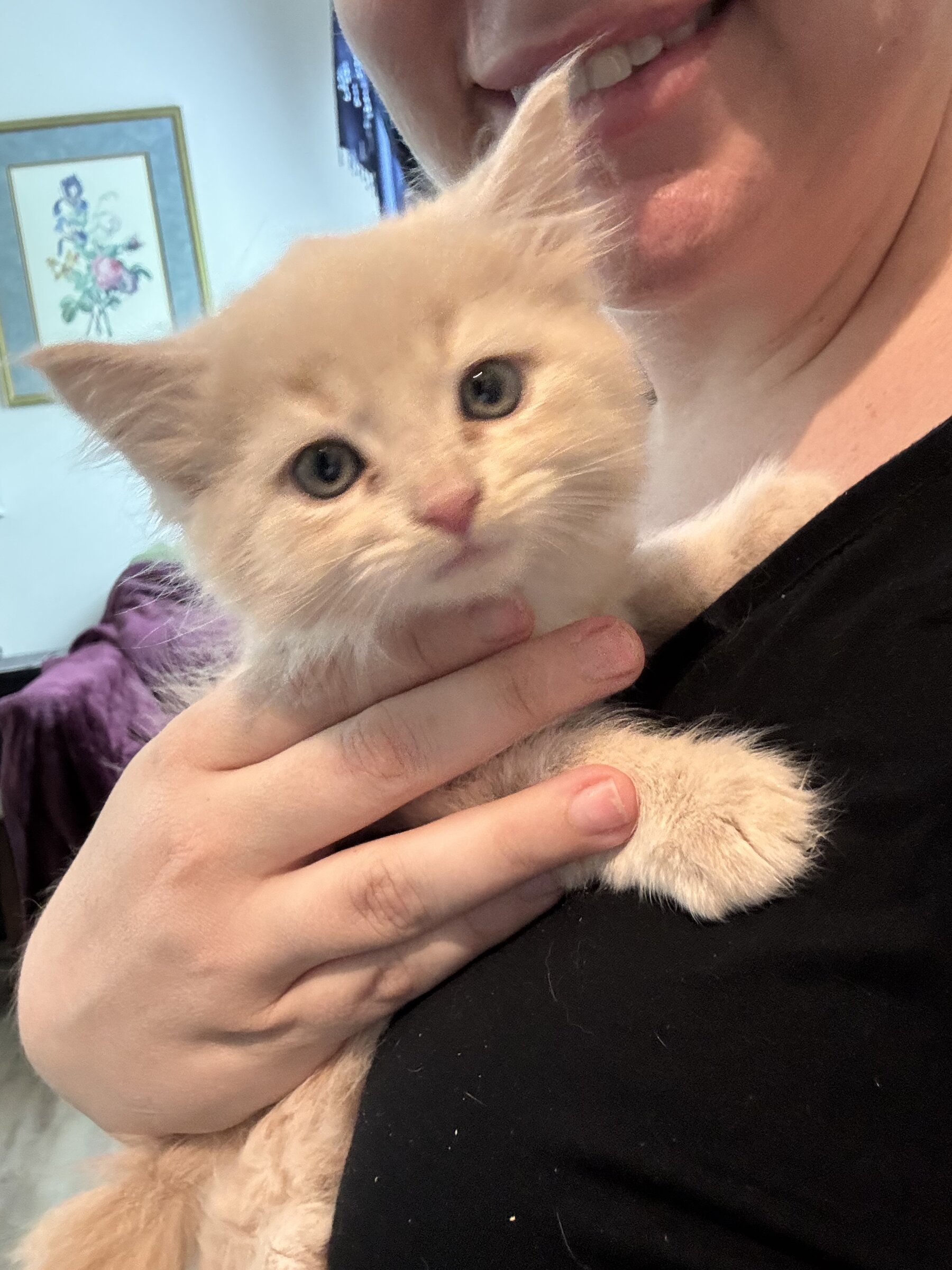 Tabby kitten held in arms