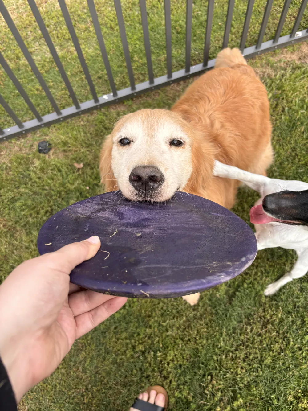 Golden retriever in motion