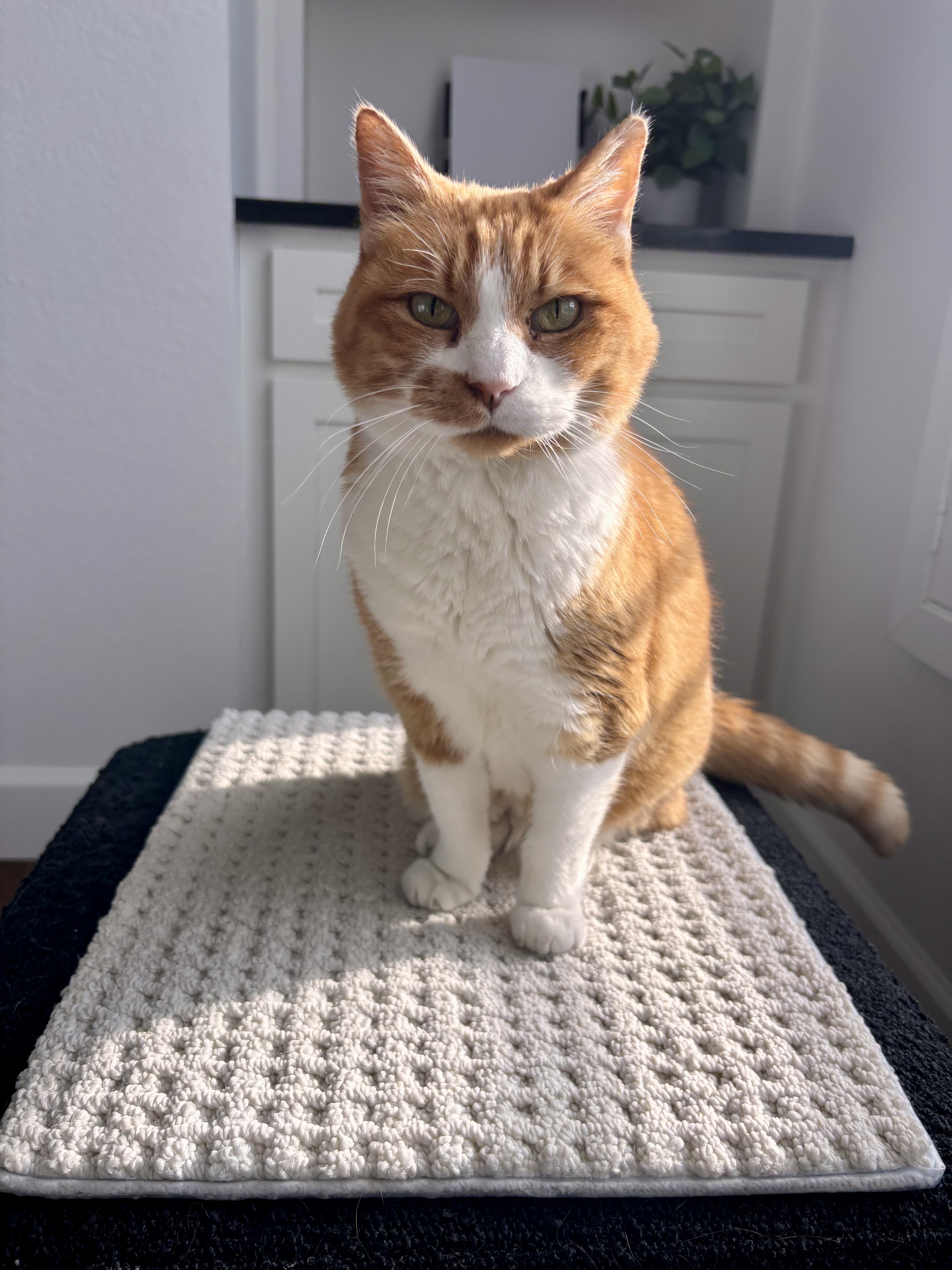 Orange tabby cat at rest indoors