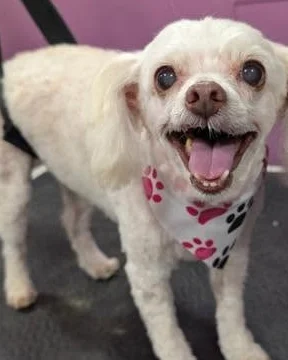 White dog with a pink nose after grooming