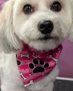 Small white dog after grooming