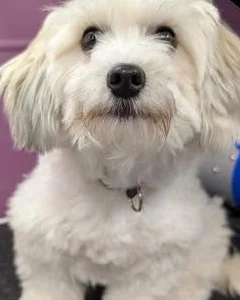 Small white dog before grooming