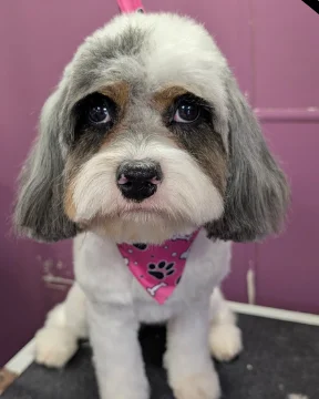 Gray and white dog after grooming