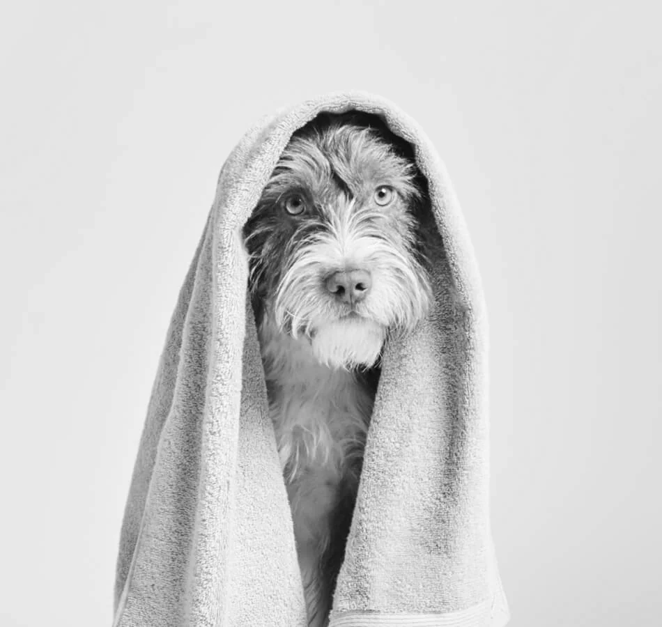 A freshly bathed dog wrapped in a fluffy towel, looking adorably content